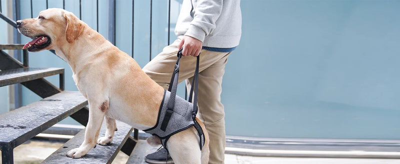 Dog Leg Strap Disability Brace Help Walking Harness Auxiliary Belt For Recovery Postoperative Rehabilitation Dog Accessoires