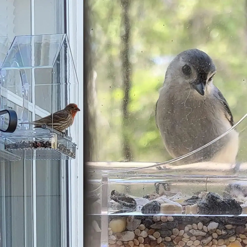 Bird Feeder Birds House for Outdoor, Window Bird Feeder with Strong Suction Cups for Wild Birds, Cardinal, Bluebird